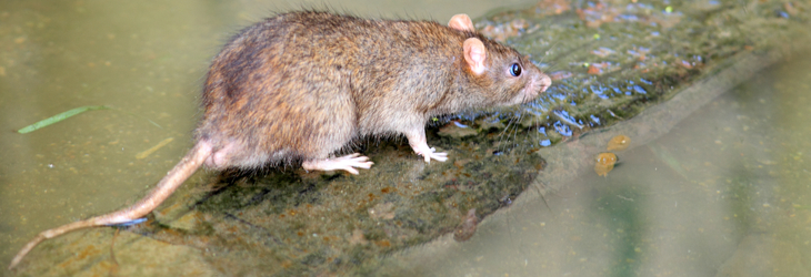ネズミの寿命はどれくらい 家に住み着いてもいつかは死滅する
