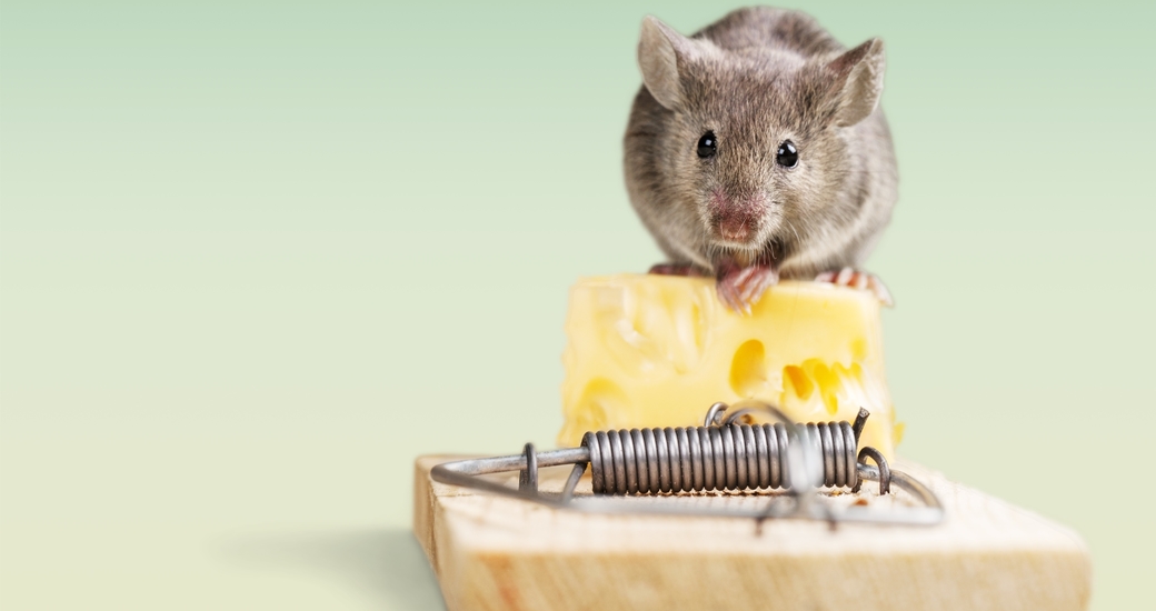 ネズミ対策で効果的な方法は 確実に駆除するにはどうすべき