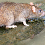 ネズミの寿命はどれくらい？家に住み着いてもいつかは死滅する？