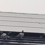 太陽光ソーラーパネルに鳩（ハト）が来る！被害対策について