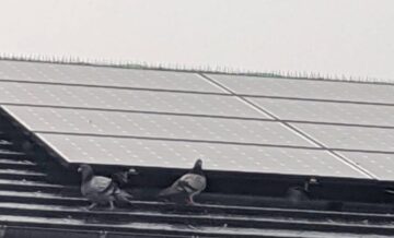太陽光発電システムソーラーパネルに鳩が住み着く被害事例