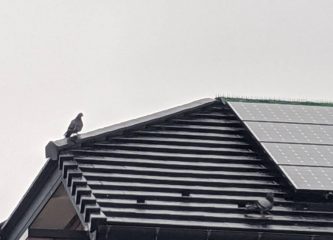 屋根にとまる鳩の写真。ソーラーパネルの隙間には巣を作り子育てをする