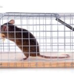 ネズミ豆知識！ネズミ放置で増殖の危険！簡単に退治する方法