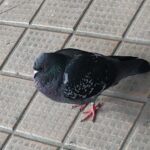 ハト駆除の効果的な方法と鳩対策のポイント