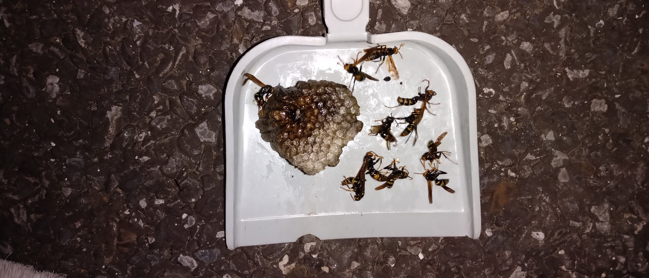 千葉県印西市のＡ様のハチ駆除：施工後