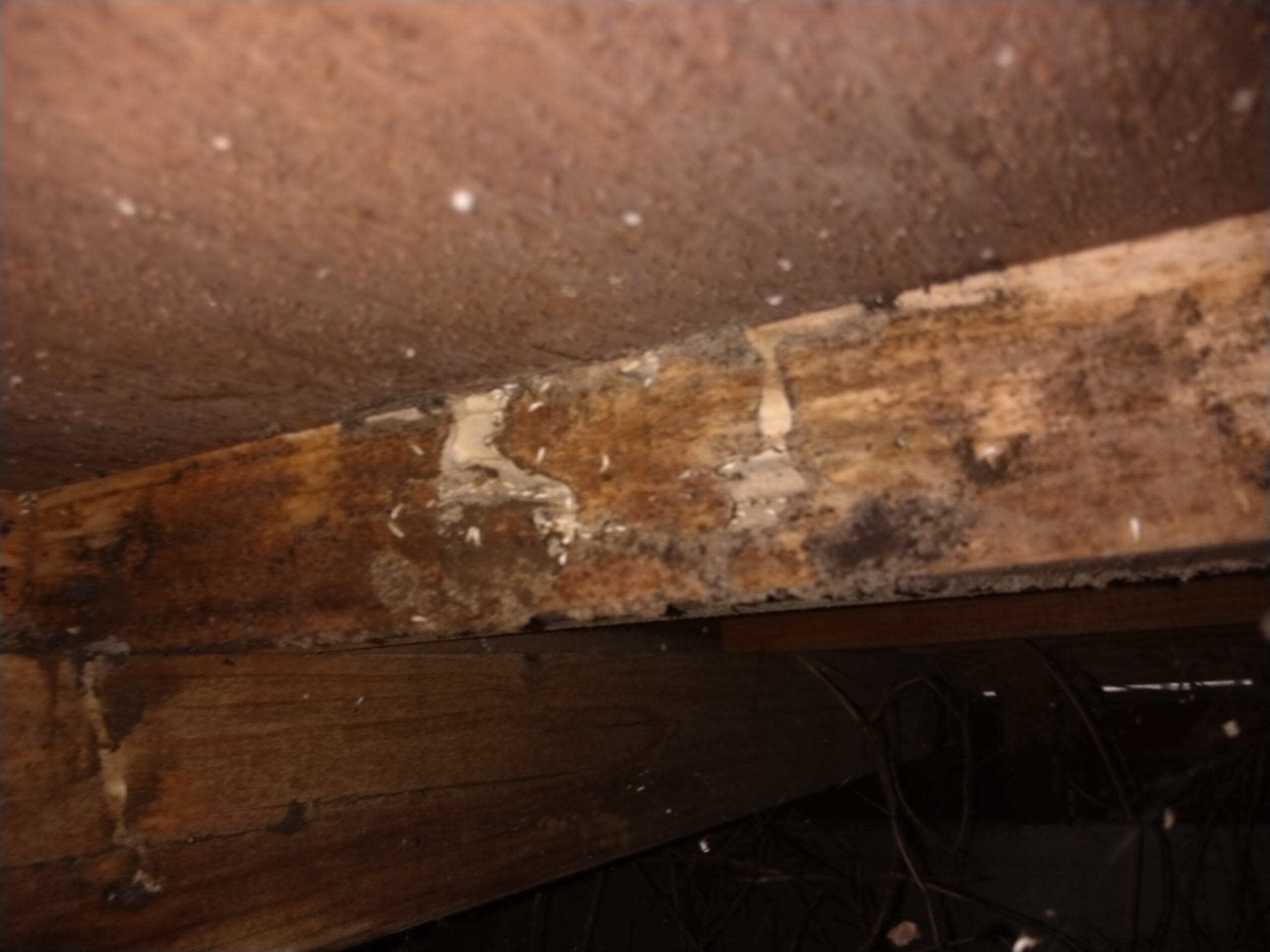 床下シロアリ被害・木材内部に蟻道とシロアリの姿