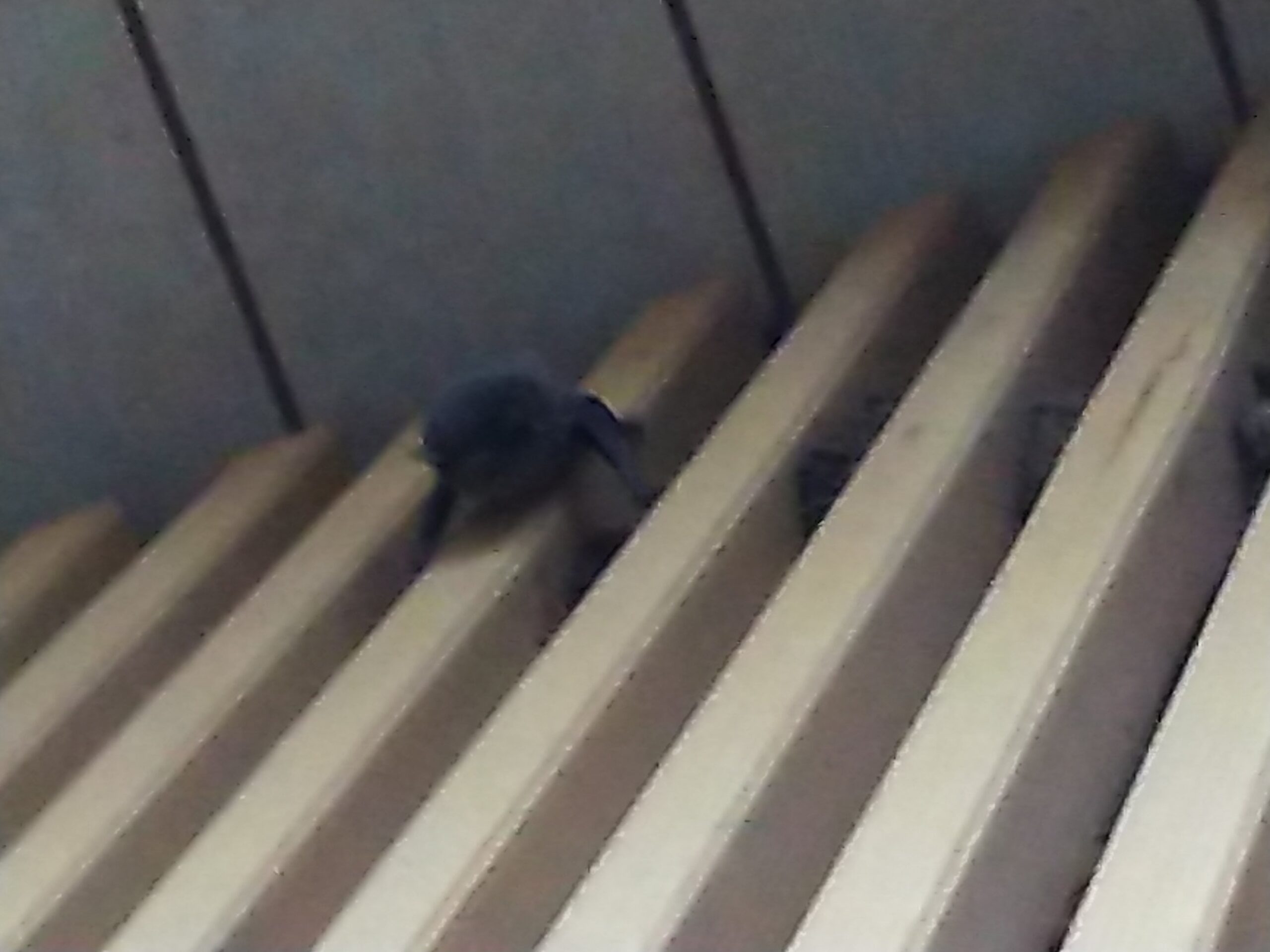 千葉県内でもコウモリ被害多発中 アブラコウモリとは