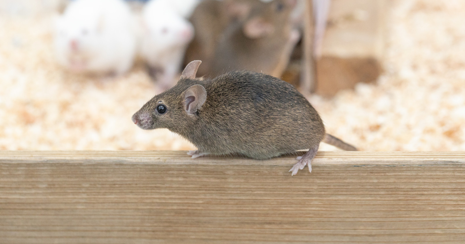 冬もネズミの放置は危険です。ねずみ対策と駆除で被害を防ぎましょう