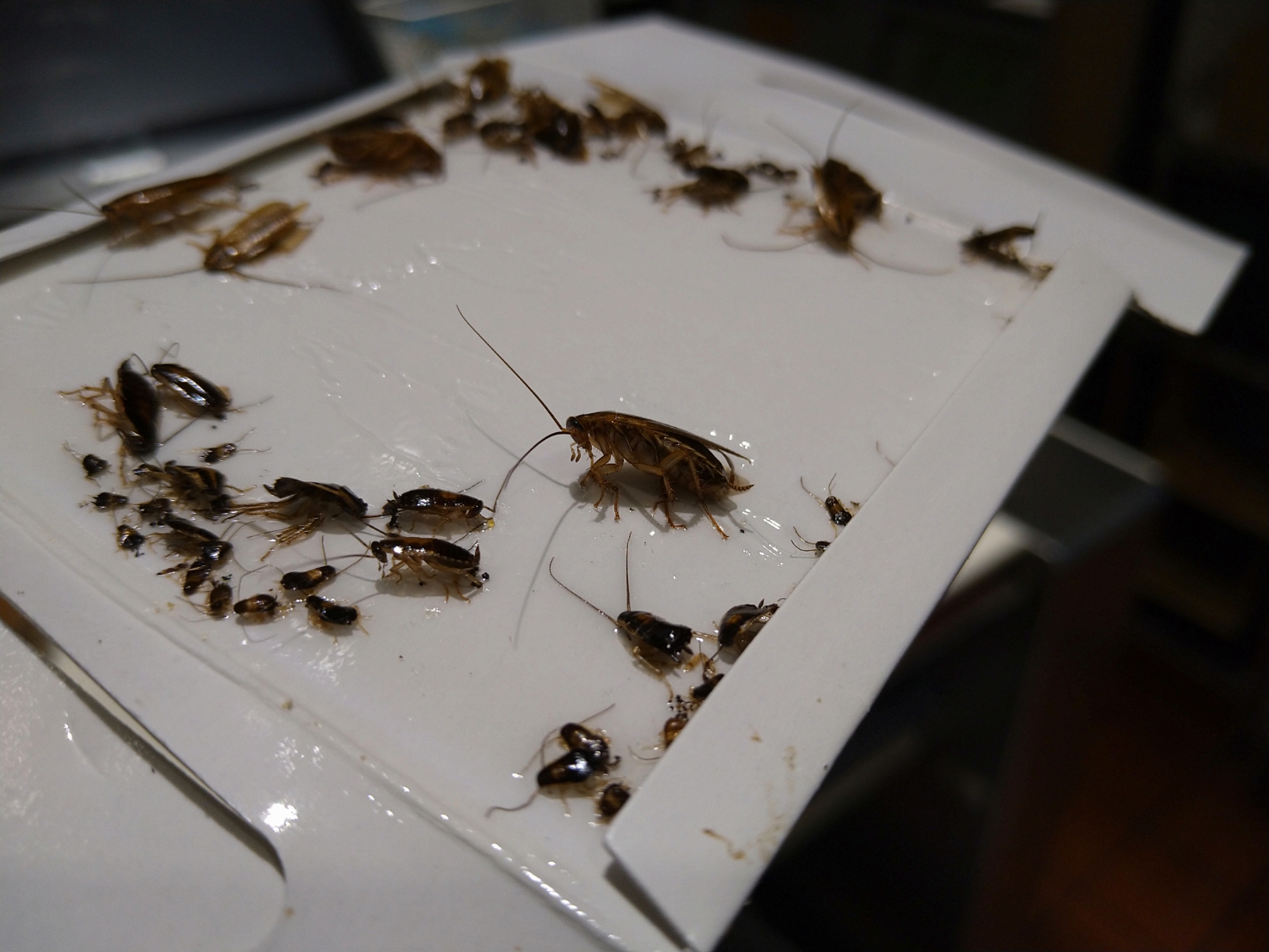 千葉県千葉市の飲食店様の害虫ゴキブリ駆除：施工後