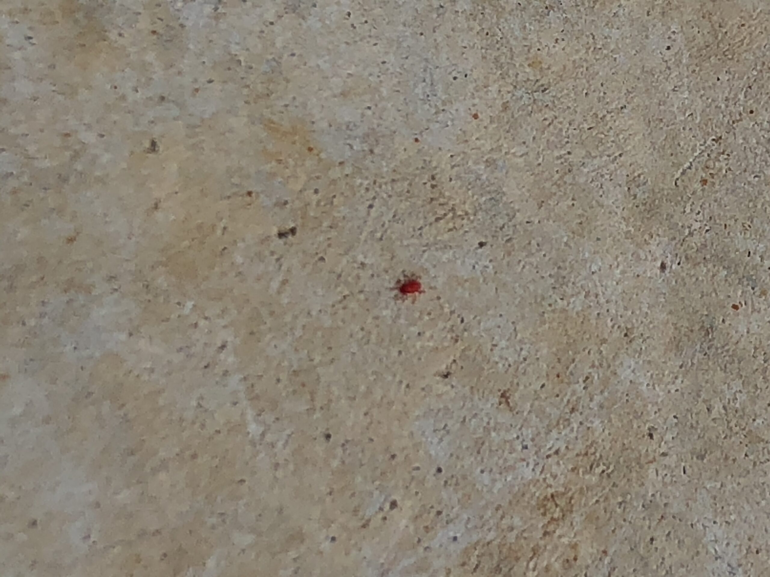 小さな赤い虫とはどんな虫 赤いダニ 刺したり咬んだりするの