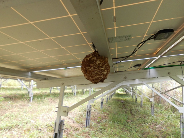 太陽光ソーラーパネルの裏にスズメバチの巣。実際の写真
