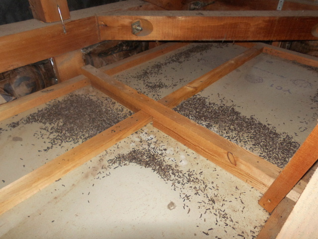 コウモリが屋根裏に棲みついたことによって大量のフン害が生じる