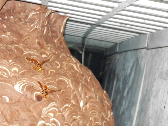 東京都荒川区の蜂（ハチ）スズメバチ駆除：施工前
