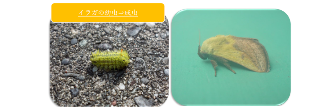 イラガの幼虫と成虫の写真