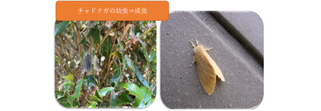 チャドクガの幼虫と成虫の写真