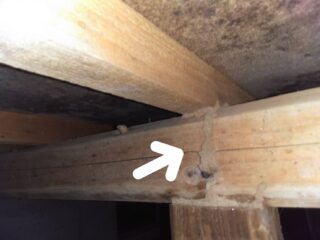 床下の基礎木部に蟻道があることで木材内部にシロアリが潜んでいることがわかる