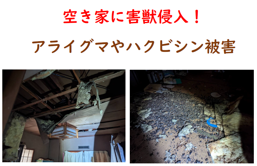 空き家に害獣アライグマやハクビシンが住み着いたことで天井板が剥がれ落ち大量のフンが室内に散乱した被害写真