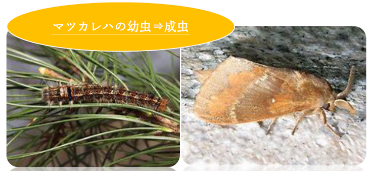 マツカレハの幼虫と成虫の写真