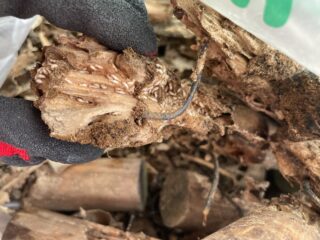 木材内部に無数のシロアリが群がるシロアリの駆除作業施工写真