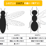 シロアリが発生する時期と羽アリの見分け方