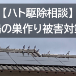 【ハト駆除相談】鳩の巣作り被害対策
